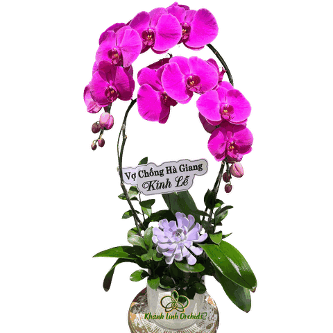 Lan Hồ Điệp Tím 2 Cành Cúng Viếng - HDT040