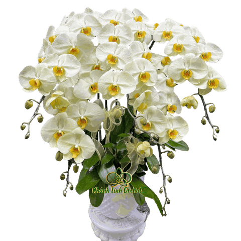 Lan Hồ Điệp Xanh Bơ 5 Cành - HDX030