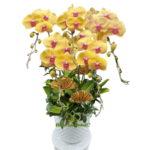 Lan Hồ Điệp Vàng Nghệ 5 Cành - HDV108