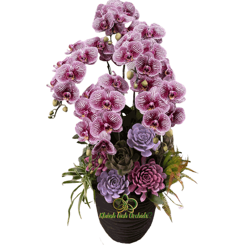 Lan Hồ Điệp Đột Biến Tiểu Cảnh 5 Cành - DB038