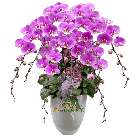 Lan Hồ Điệp Hồng Anna 7 Cành - HDH080