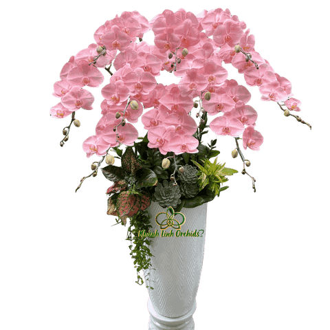 Lan Hồ Điệp Phun Hồng Pastel 10 Cành - VIP025
