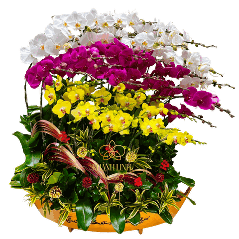 Thuyền Lan Hồ Điệp 