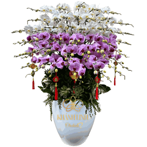 Lan Hồ Điệp Nhị Sắc 40 Cành - Mộng Chiều Xuân