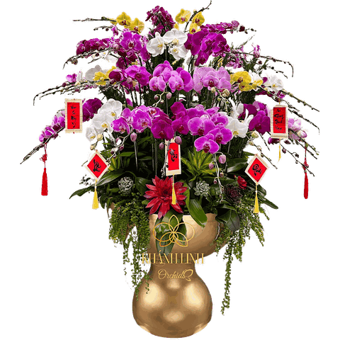 Lan Hồ Điệp Đa Sắc Màu 60 Cành - Rộn Ràng Sắc Xuân - DS013