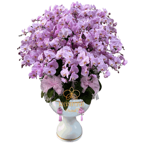 Lan Hồ Điệp Hồng M190 40 Cành - Nàng Thơ Xứ Huế - HDH012