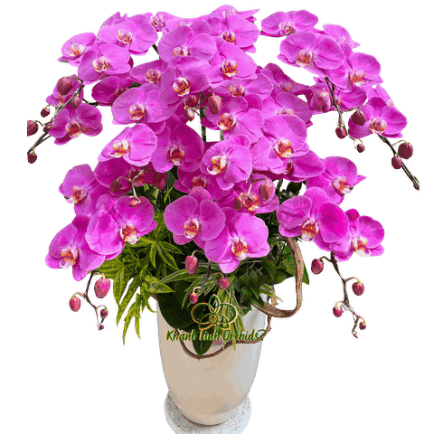 Lan Hồ Điệp Hồng Bản Đồ 10 Cành - HDH070