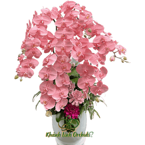 Lan Hồ Điệp Hồng Pastel 7 Cành - Dreamscapes - VIP08