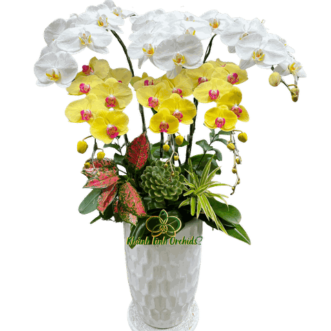 Lan Hồ Điệp Trắng Mix Vàng 6 Cành - DS057