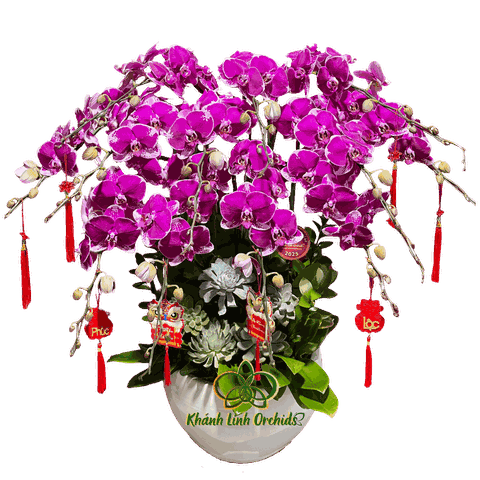 Lan Hồ Điệp Tím Đột Biến 12 Cành - DB032