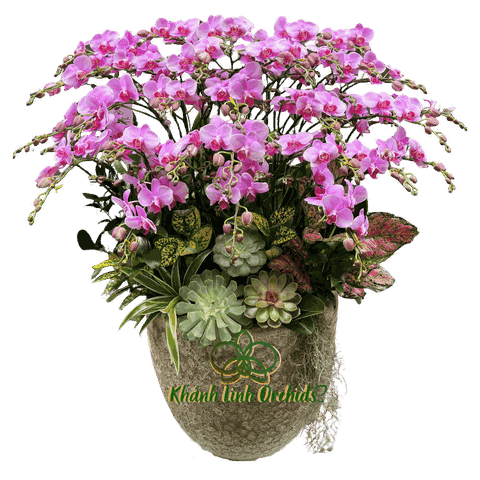 Lan Hồ Điệp Mini Tím 15 Gốc - MN022