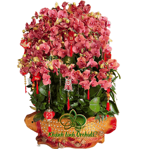 Lan Hồ Điệp Cam Tắc 16 Gốc 2 Vòi - HDC022