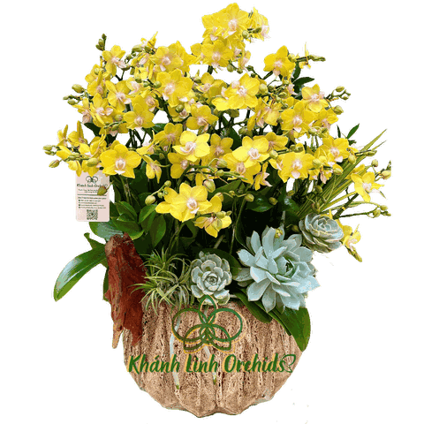 Lan Hồ Điệp Mini Vàng Điểm Trắng 10 Gốc - MN019