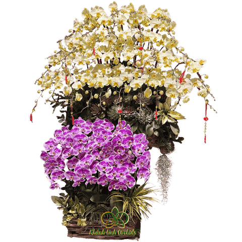 Lan Hồ Điệp Lũa Gỗ Phối Màu Nhị Sắc 45 Cành - DS014