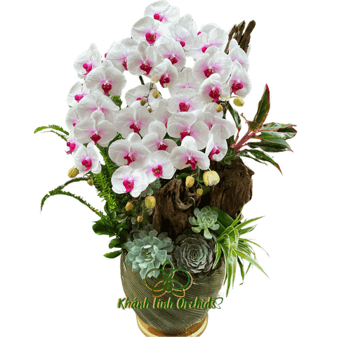 Lan Hồ Điệp Trắng Điểm Đỏ Sen Đá - HDW039