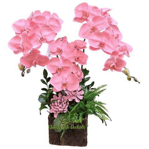 Lan Hồ Điệp Phun Màu Hồng Pastel 3 Cành - VIP014