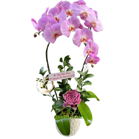 Lan Hồ Điệp Hồng Phấn 2 Cành - HDH035