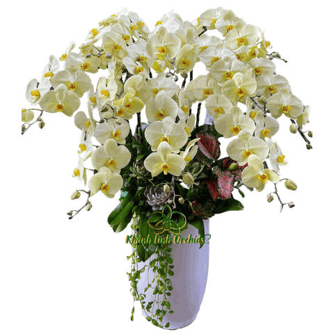 Lan Hồ Điệp Xanh Bơ 10 Cành - HDX018