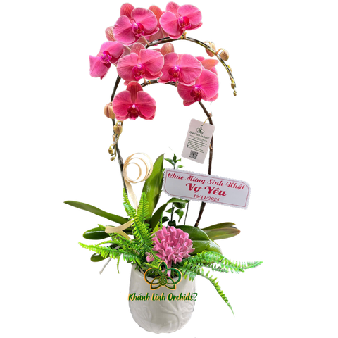 Lan Hồ Điệp Cam San Hô 2 Cành - HDC016