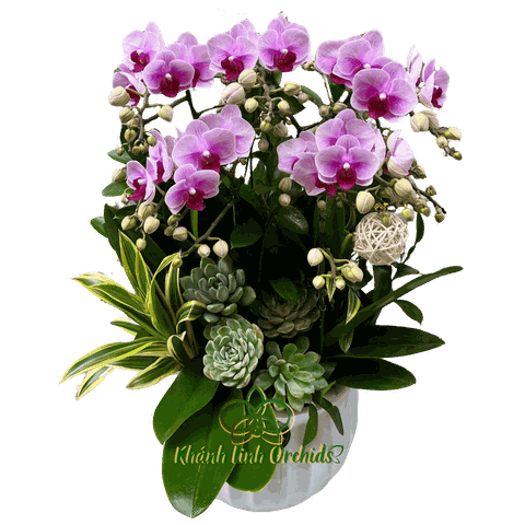 Lan Hồ Điệp Mini Tím 5 Cành - MN020