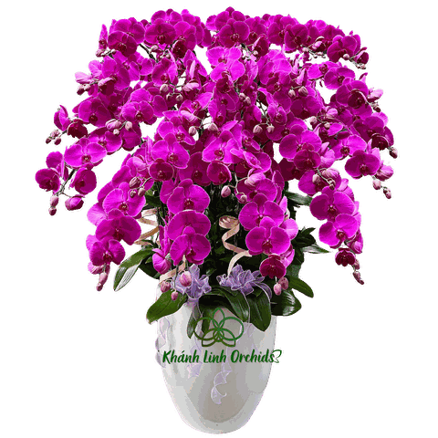 Lan Hồ Điệp Tím Đậm S101 25 Cành - Vũ Khúc Hoàng Gia - HDT014