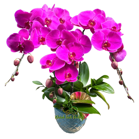 Lan Hồ Điệp Tím Đậm 3 Cành - HDT031