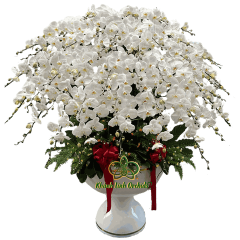 Lan Hồ Điệp Trắng 50 Cành - HDW024
