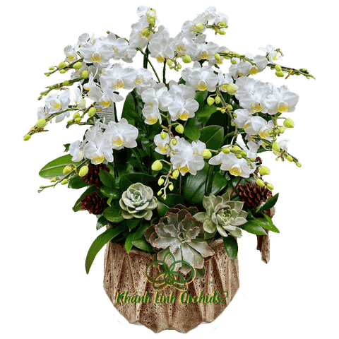 Lan Hồ Điệp Mini Trắng Sen Đá 10 Gốc - MN021