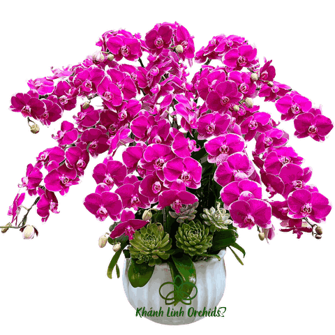Lan Hồ Điệp Tím Đậm 12 Cành - Hoa Tím Vương Giả - HDT015