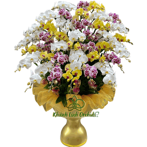 Lan Hồ Điệp Phối Màu Đa Sắc 40 Cành - Hưng Gia Thịnh Nghiệp