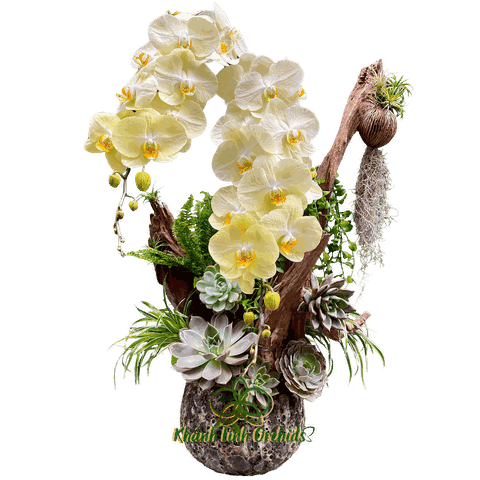 Chậu LHĐ Xanh Bơ VIP Tiểu Cảnh - Phong Thái Ngọc Ngà - HDX007