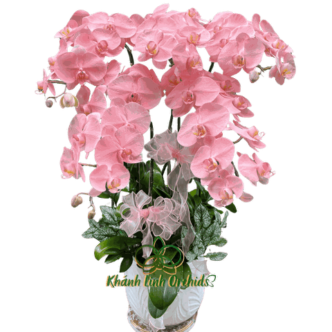 Chậu Lan Hồ Điệp Hồng Pastel Phun Màu - Lạc Nhạn Trầm Ngư - VIP07