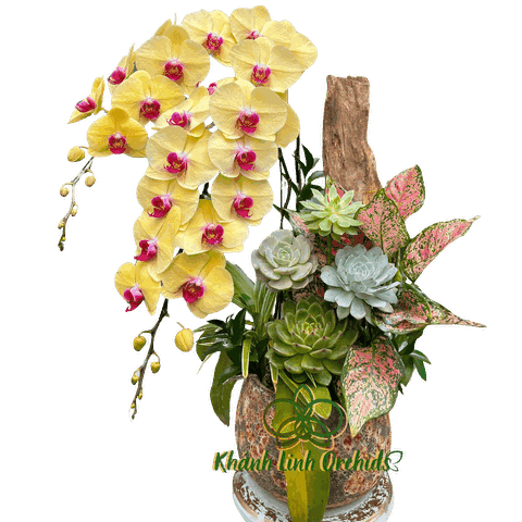 Lan Hồ Điệp Vàng VIP Chuỗi Dài Tiểu Cảnh - Nhân Hòa Địa Lợi - HDV046