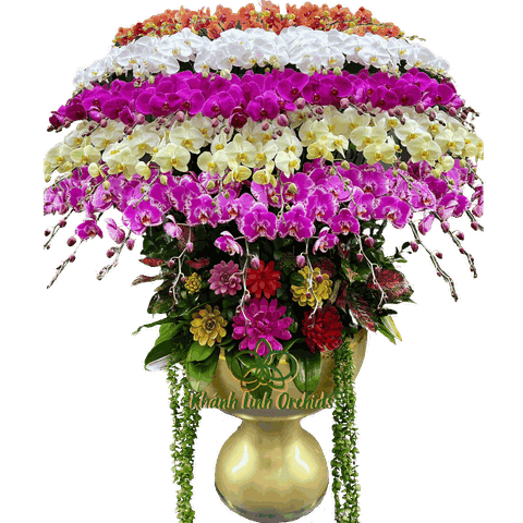 Lan Hồ Điệp Phối Màu Đa Sắc 60 Cành - Vũ Khúc Đa Sắc