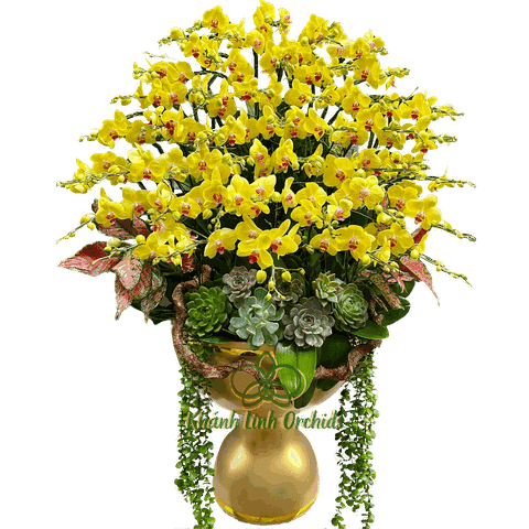 Lan Hồ Điệp Vàng Chanh 50 Cành - Ánh Dương Rực Rỡ - HDV051