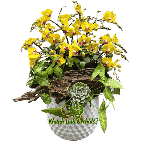 Lan Hồ Điệp Mini Vàng Thiết Kế Tiểu Cảnh - MN014