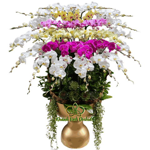 Lan Hồ Điệp Phối 5 Màu 36 Cành - DS09