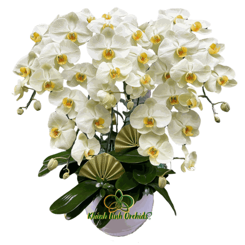 Lan Hồ Điệp Xanh Bơ 5 Cành - HDX015