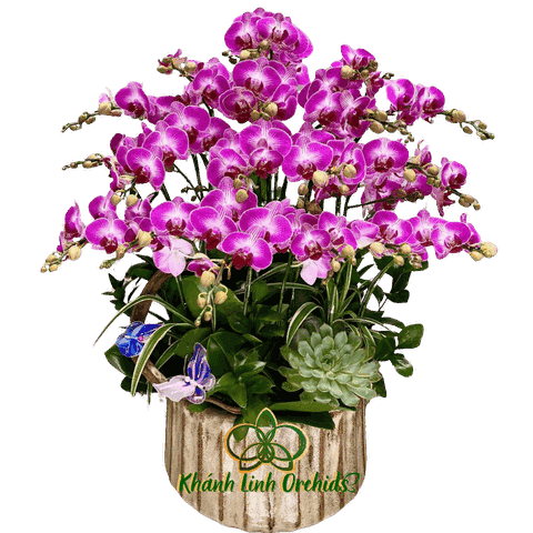 Lan Hồ Điệp Tím Mini Lồng Đèn 10 Gốc - MN015