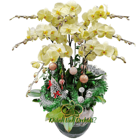 Lan Hồ Điệp Xanh Bơ 8 Cành - HDX016