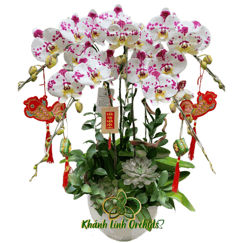 Lan Hồ Điệp Trắng Bò Sữa 5 Cành - DB028