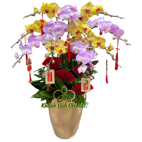 Lan Hồ Điệp Phối Màu Vàng Trắng Loang Hồng - DS010