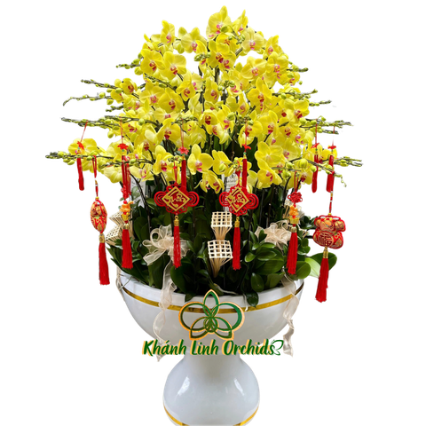 Lan Hồ Điệp Vàng Chanh 61 Cành - HDV070