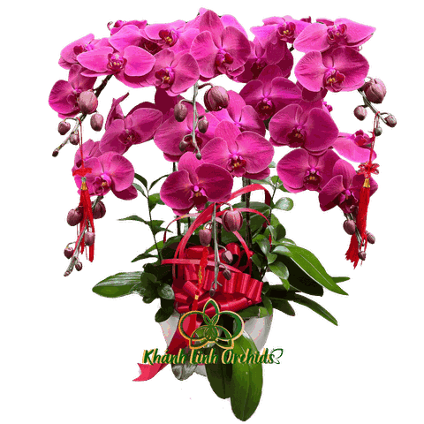 Lan Hồ Điệp Đỏ Sen Sẫm 6 Cành - HDC014