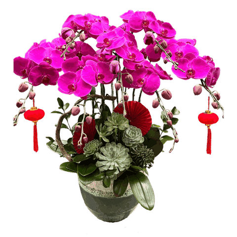 Lan Hồ Điệp Tím Sẫm 7 Cành - HDT027