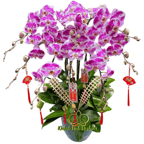 Lan Hồ Điệp Tím Đột Biến 2671 8 Cành - HDT028