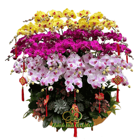 Thuyền Lan Hồ Điệp Tam Sắc 40 Cành - THD05