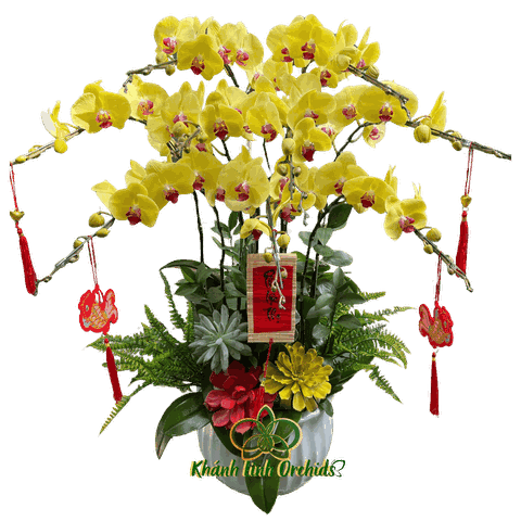 Lan Hồ Điệp Vàng Tươi 9 Cành - HDV071