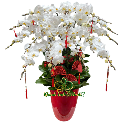 Lan Hồ Điệp Trắng 17 Cành - HDW035