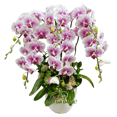 Lan Hồ Điệp Trắng Điểm Chấm Pháp 6 Cành - DB029